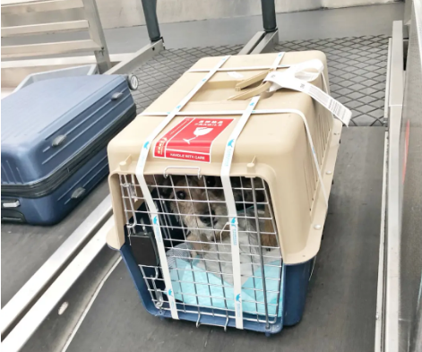 深泽宠物托运 宠物托运公司 机场宠物托运 宠物空运